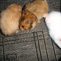 baby hamsters looking for lovely home