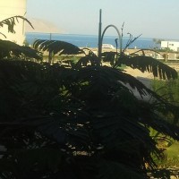 2 bedrooms apartment pool and sea view for sale 