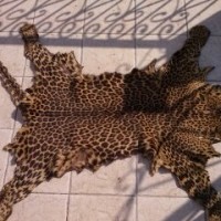 leopard natural skin leather