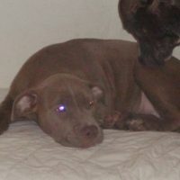 Lost 6 months old pittbull 
