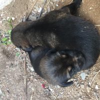 8 Puppies for free