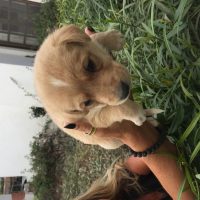 Lovely puppies for free