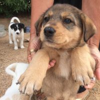 Puppies are searching lovely home