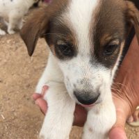 10 lovely puppies for free