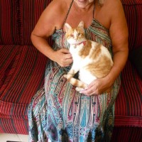 Urgent home needed sherry female red & white neutered cat