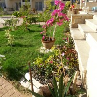 *** URGENT SALE: 2 bedr. ap. in Sunny Club, Naama Bay ground floor with garden