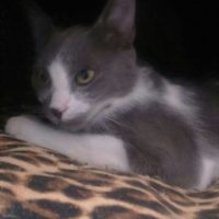 Loving home needed for little Smudge