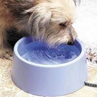 Water for street animals