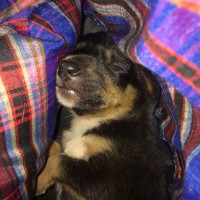 Adorable cute 1 month female puppy mix breed for adoption totally free 