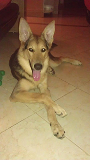 Help! Dog losted in naama bay