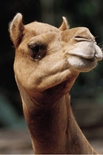 pen_camel